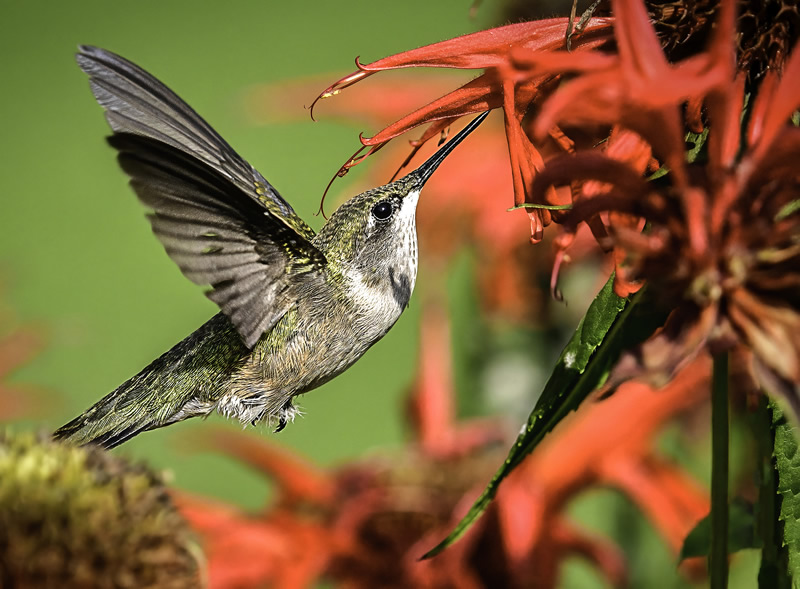Ready to Migrate by Darlene Perkin
